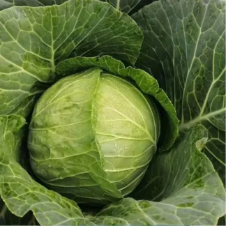Cabbage