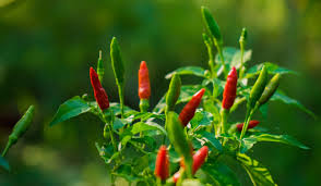 Bird's eye chili