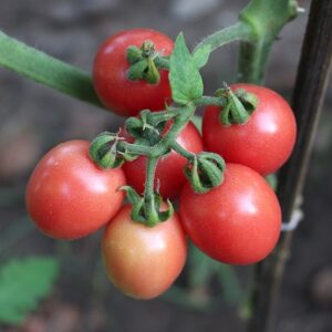 Sida Tomato